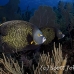 angelfish_french_oc_jar_h_0185_cub2032.jpg